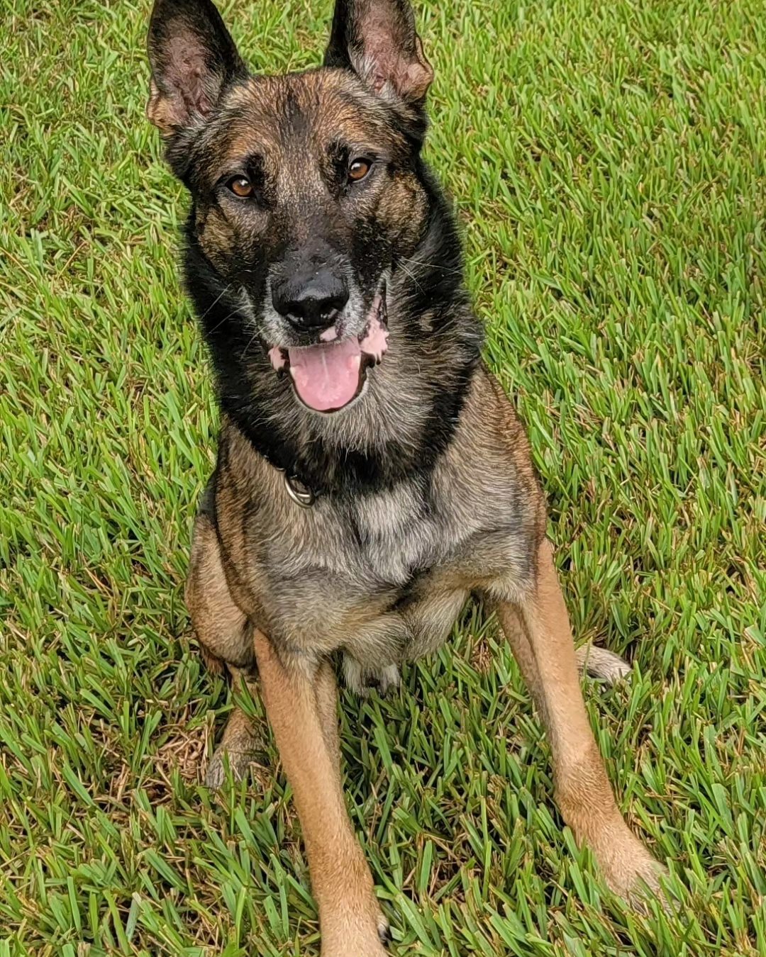 K9 Jagger